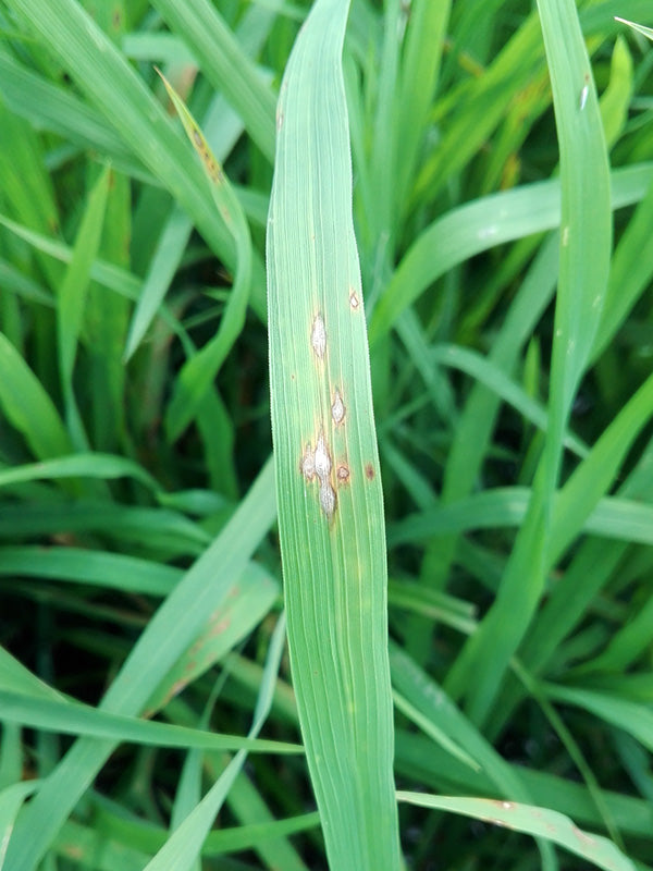 Enfermedad:  Piricularia del arroz