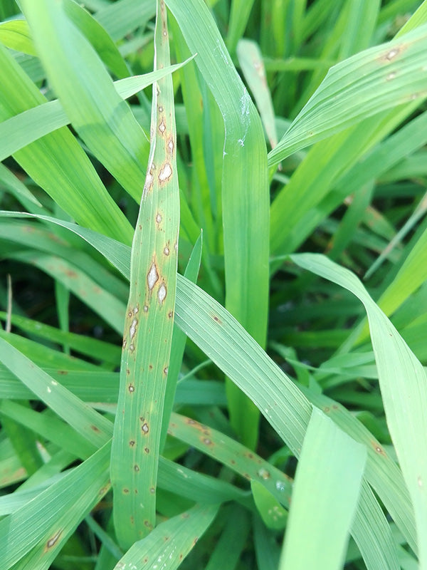 Enfermedad:  Piricularia del arroz