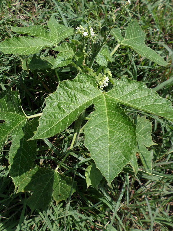 Maleza: Pringamosa