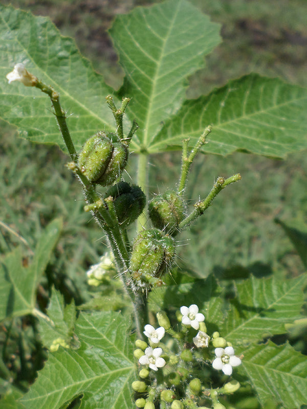 Maleza: Pringamosa