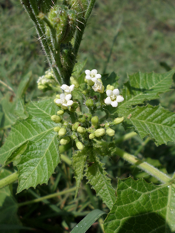 Maleza: Pringamosa