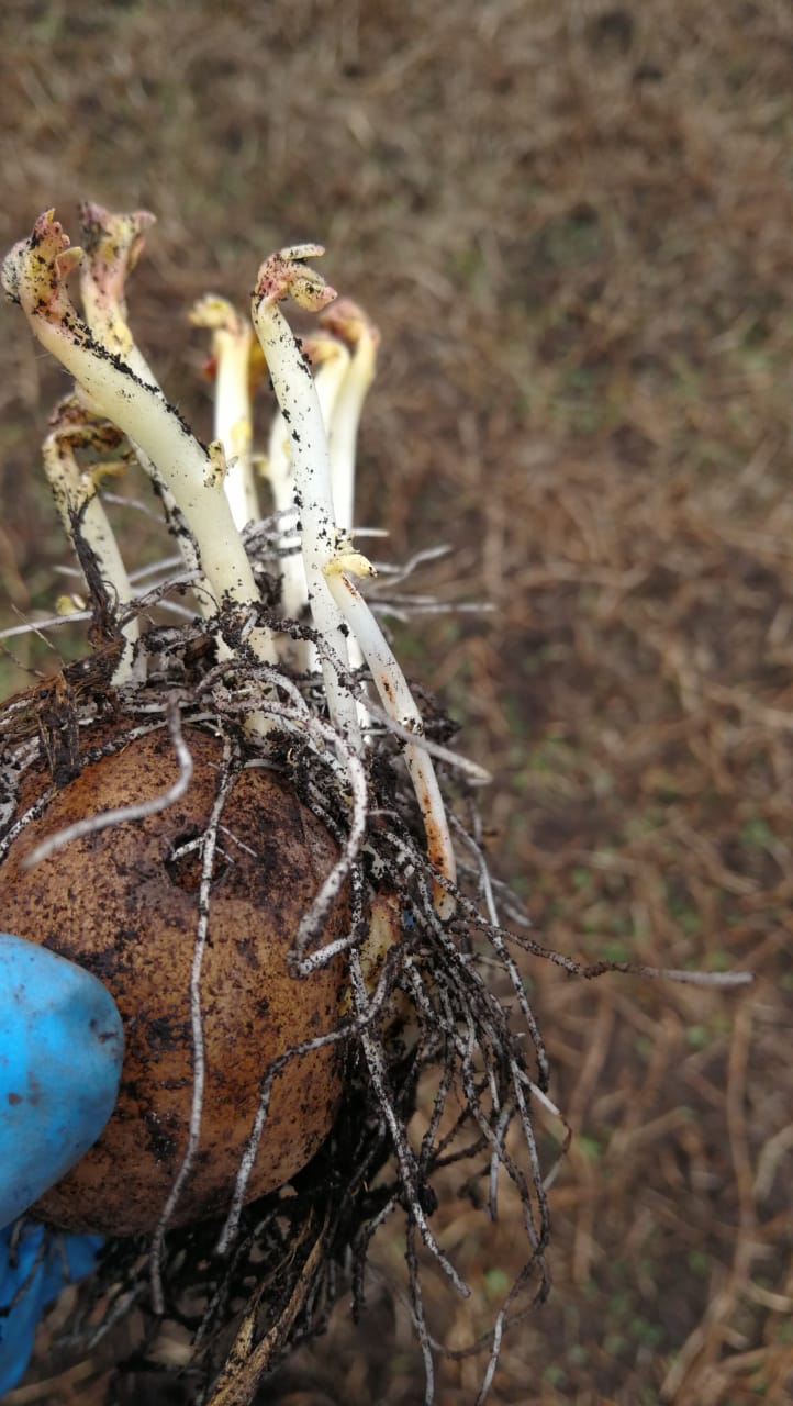 Enfermedad:  Rhizoctoniasis