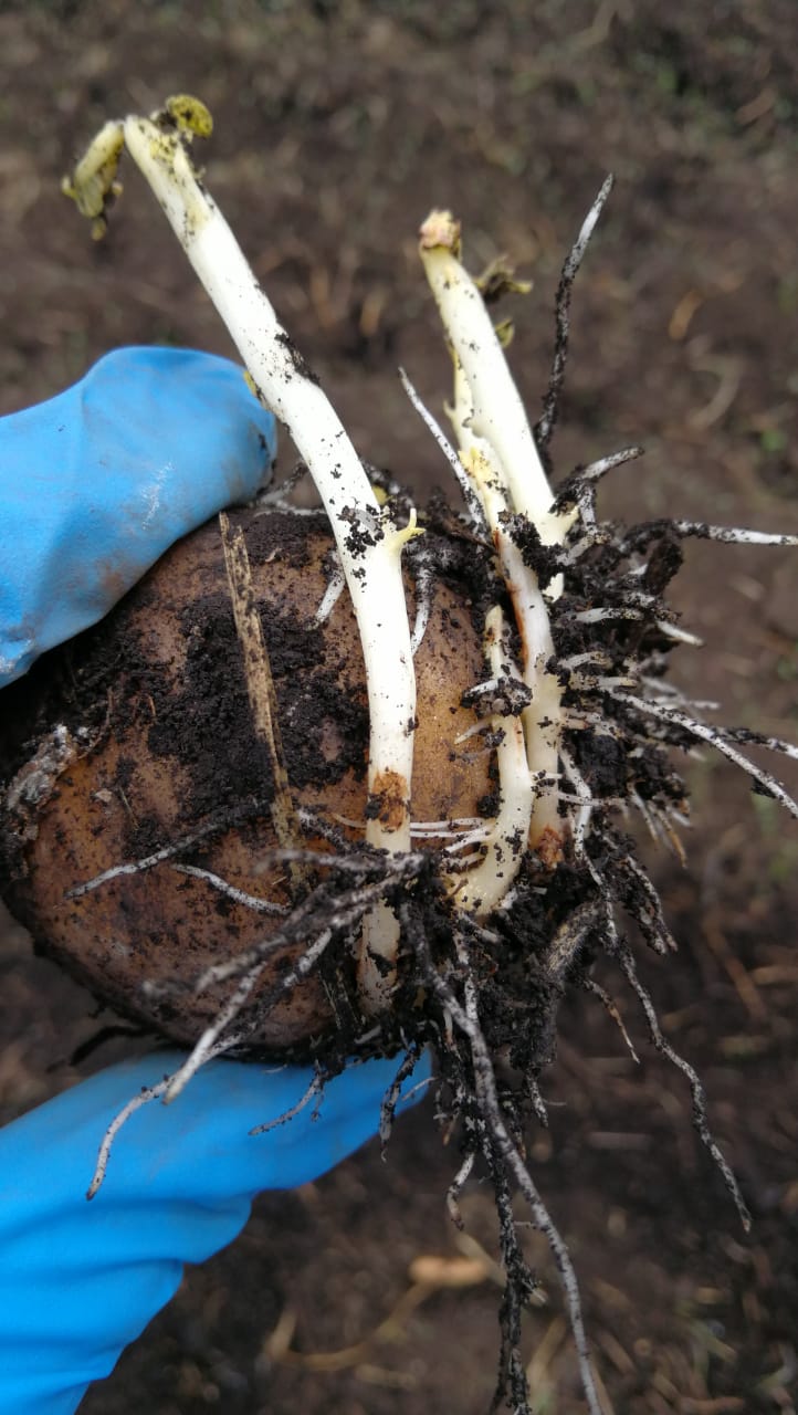 Enfermedad:  Rhizoctoniasis