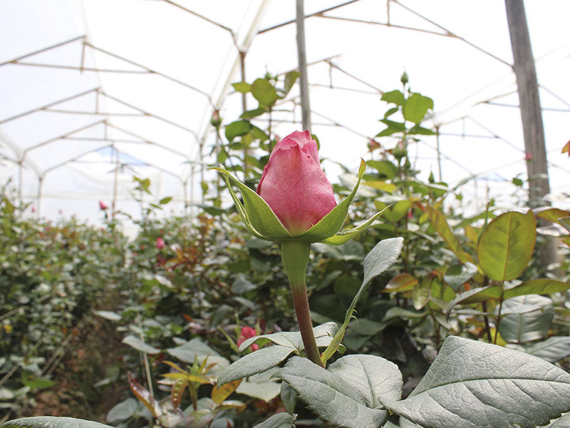 Cultivos: Rosa