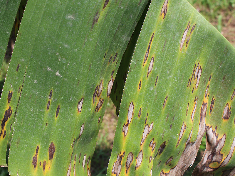 Enfermedad:  Sigatoka negra