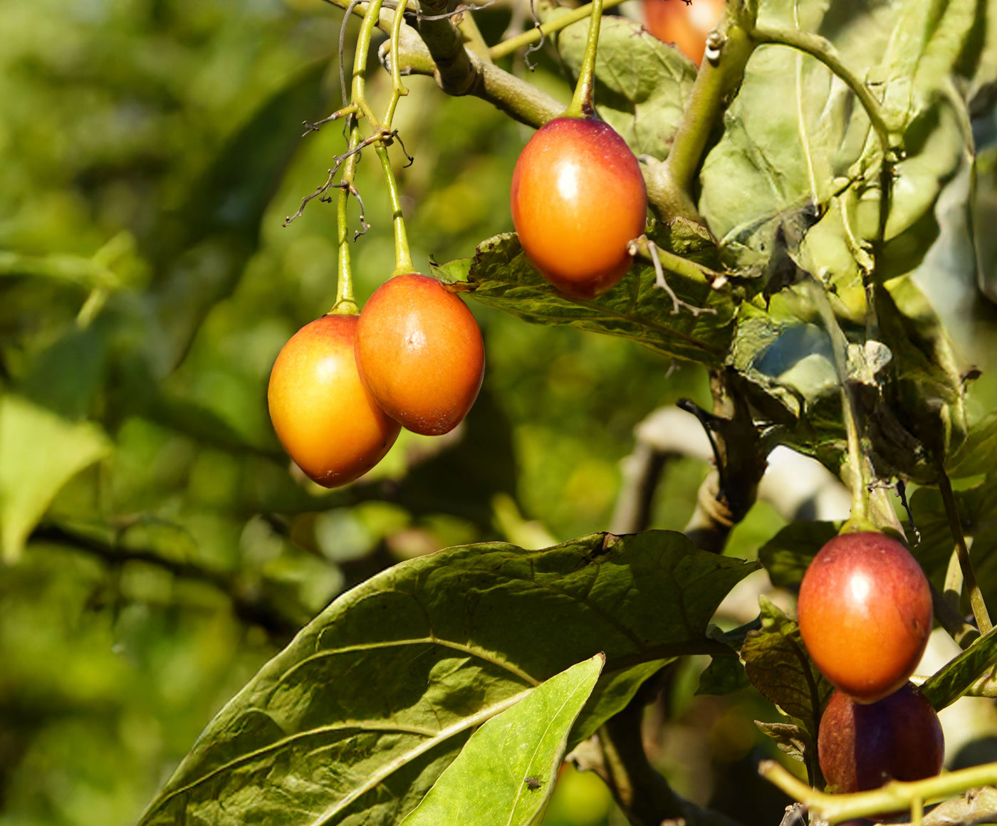 Cultivos: Tomate de árbol