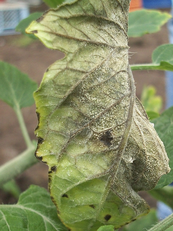 Enfermedad:  Botrytis en tomate