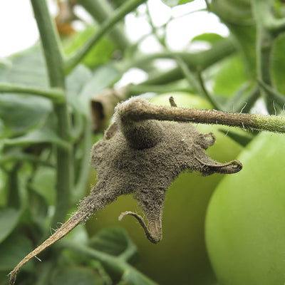 Enfermedad:  Botrytis en tomate
