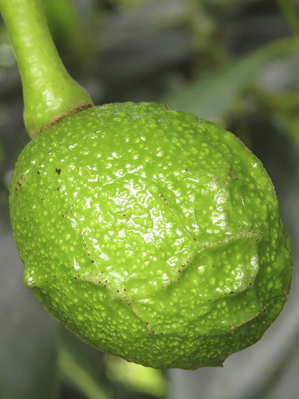 Plagas: Trips en aguacate