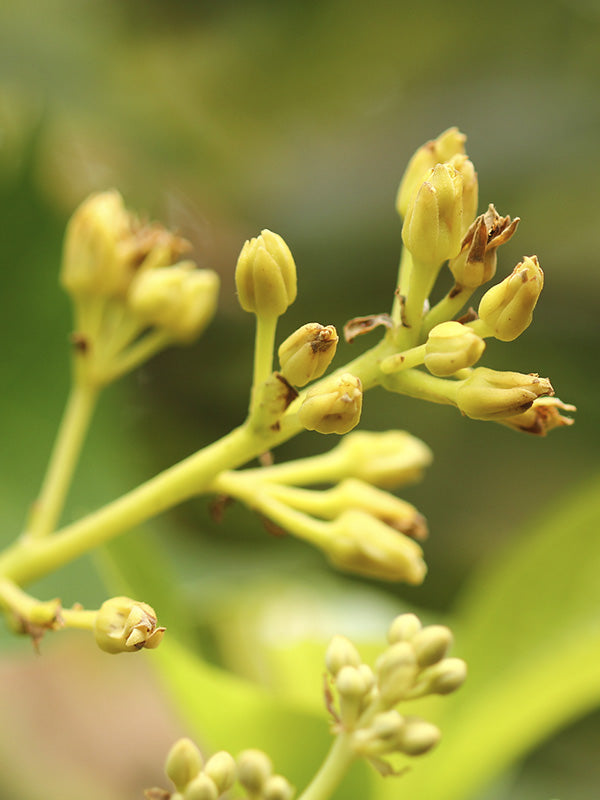 Plagas: Trips en aguacate