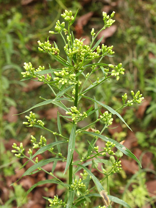 Maleza: Venadillo