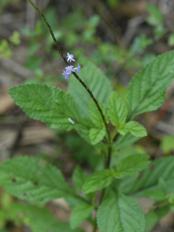 Maleza: Verbena negra