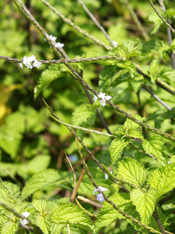 Maleza: Verbena negra