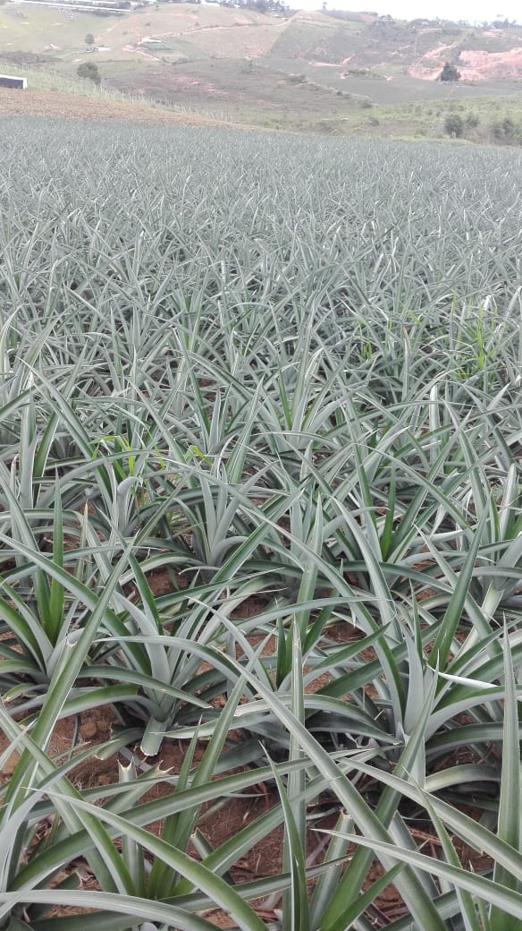 Cultivos: Piña