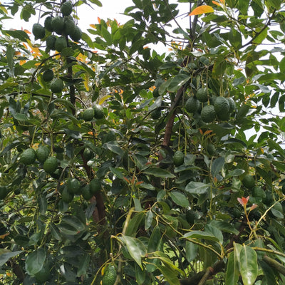 Aguacate
