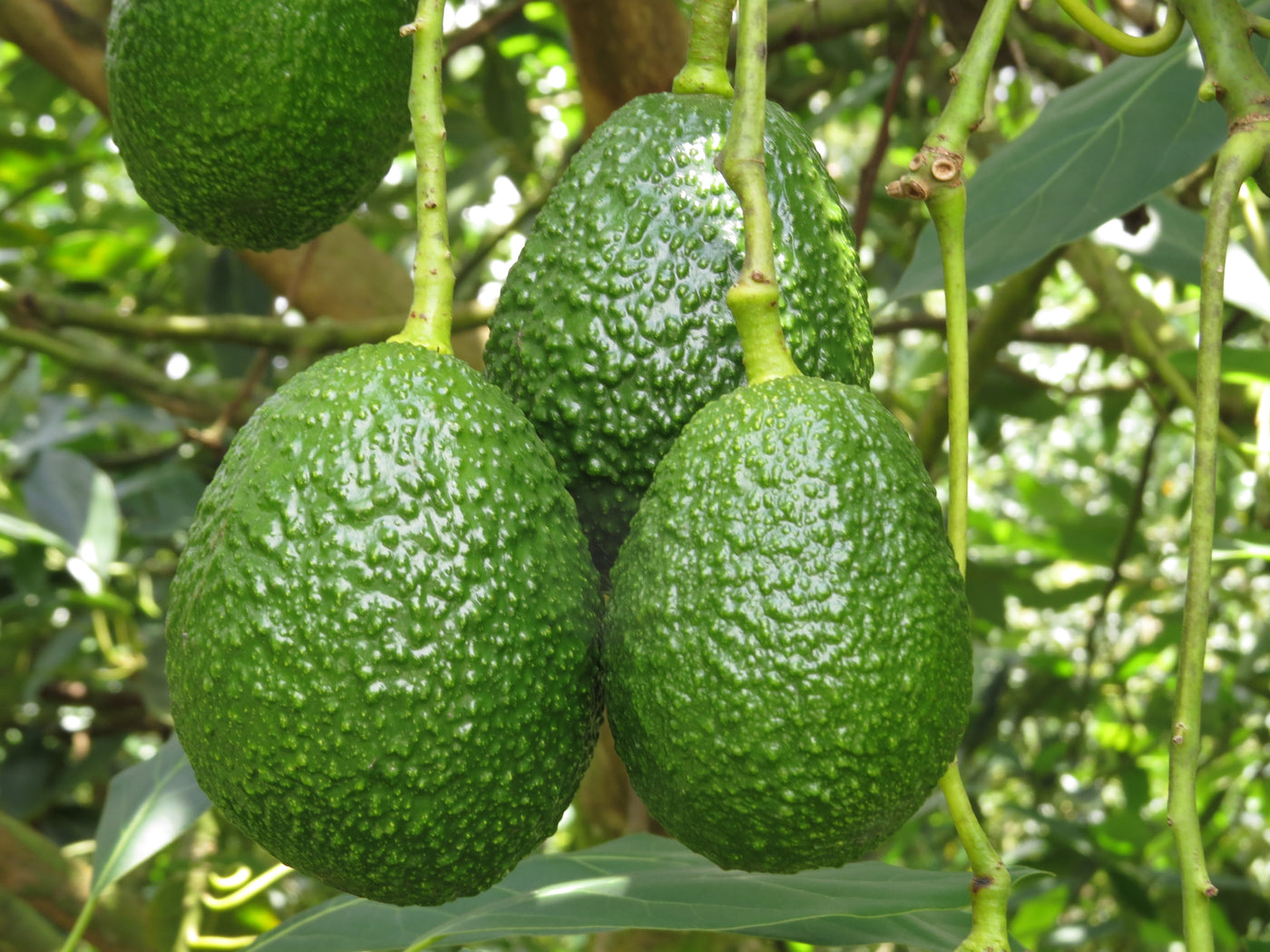 Cultivos: Aguacate