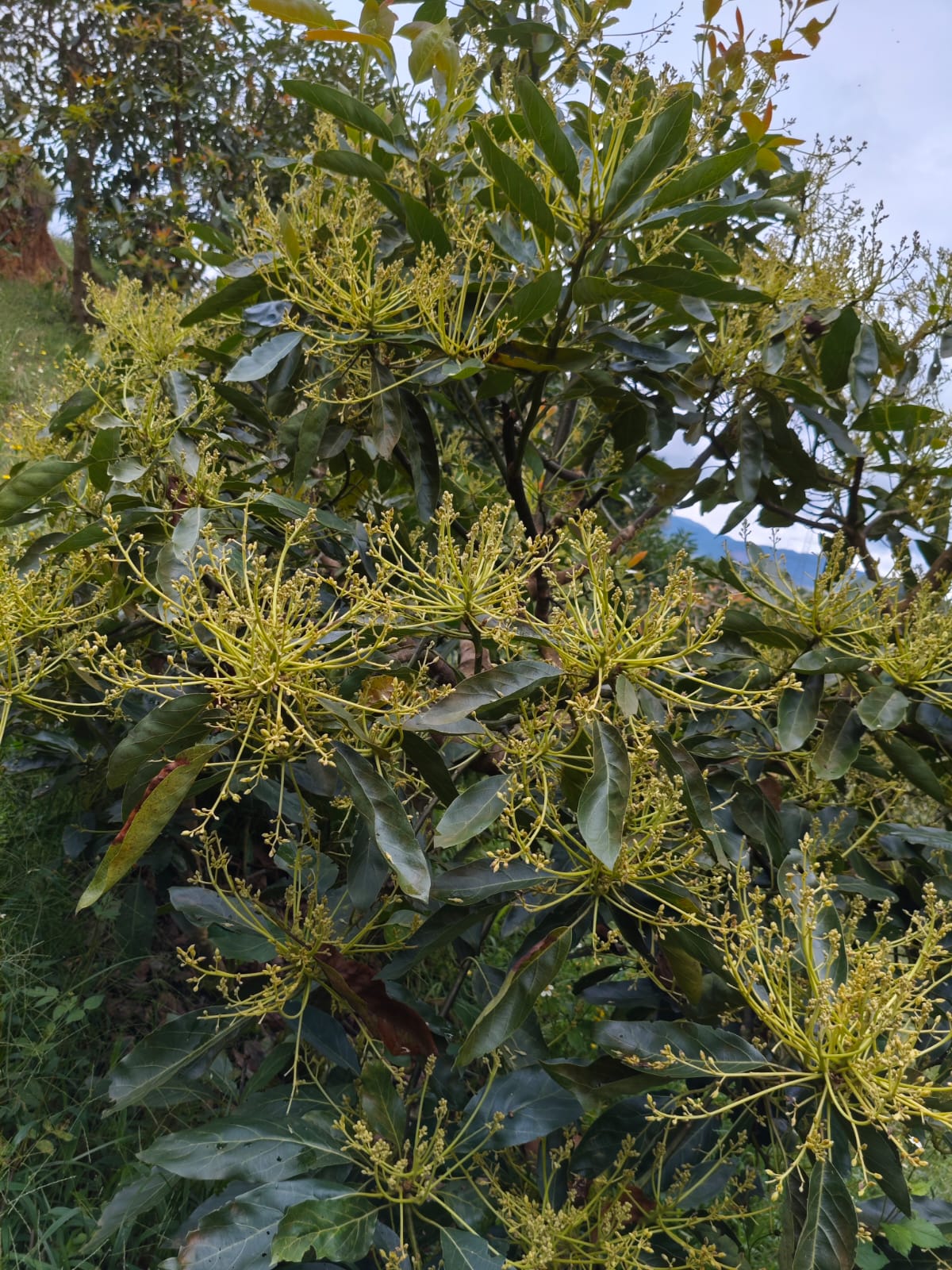 Cultivos: Aguacate
