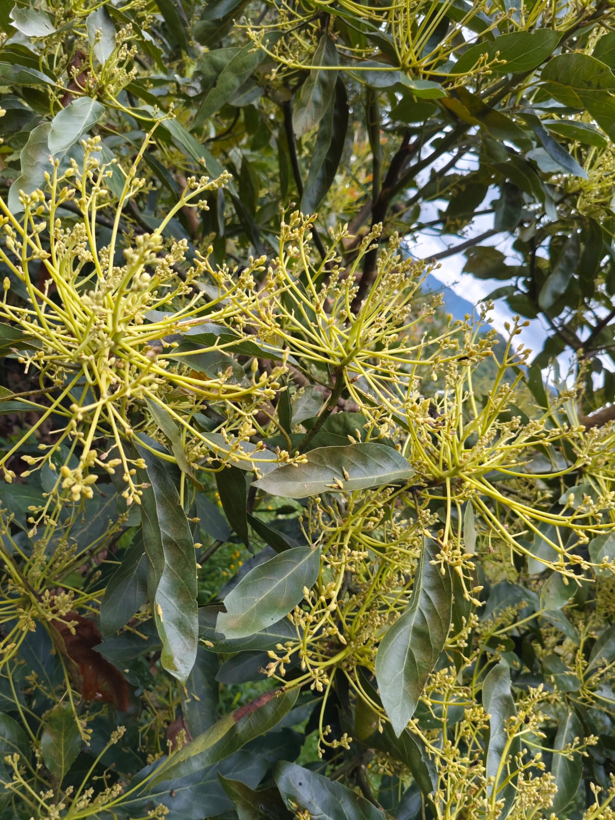 Cultivos: Aguacate