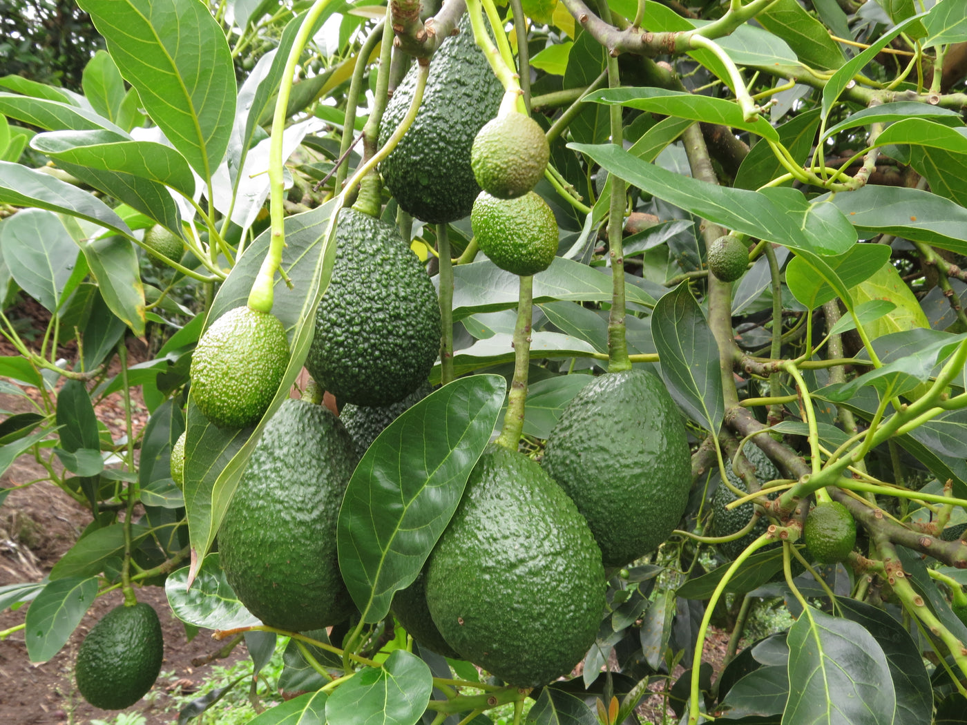 Cultivos: Aguacate