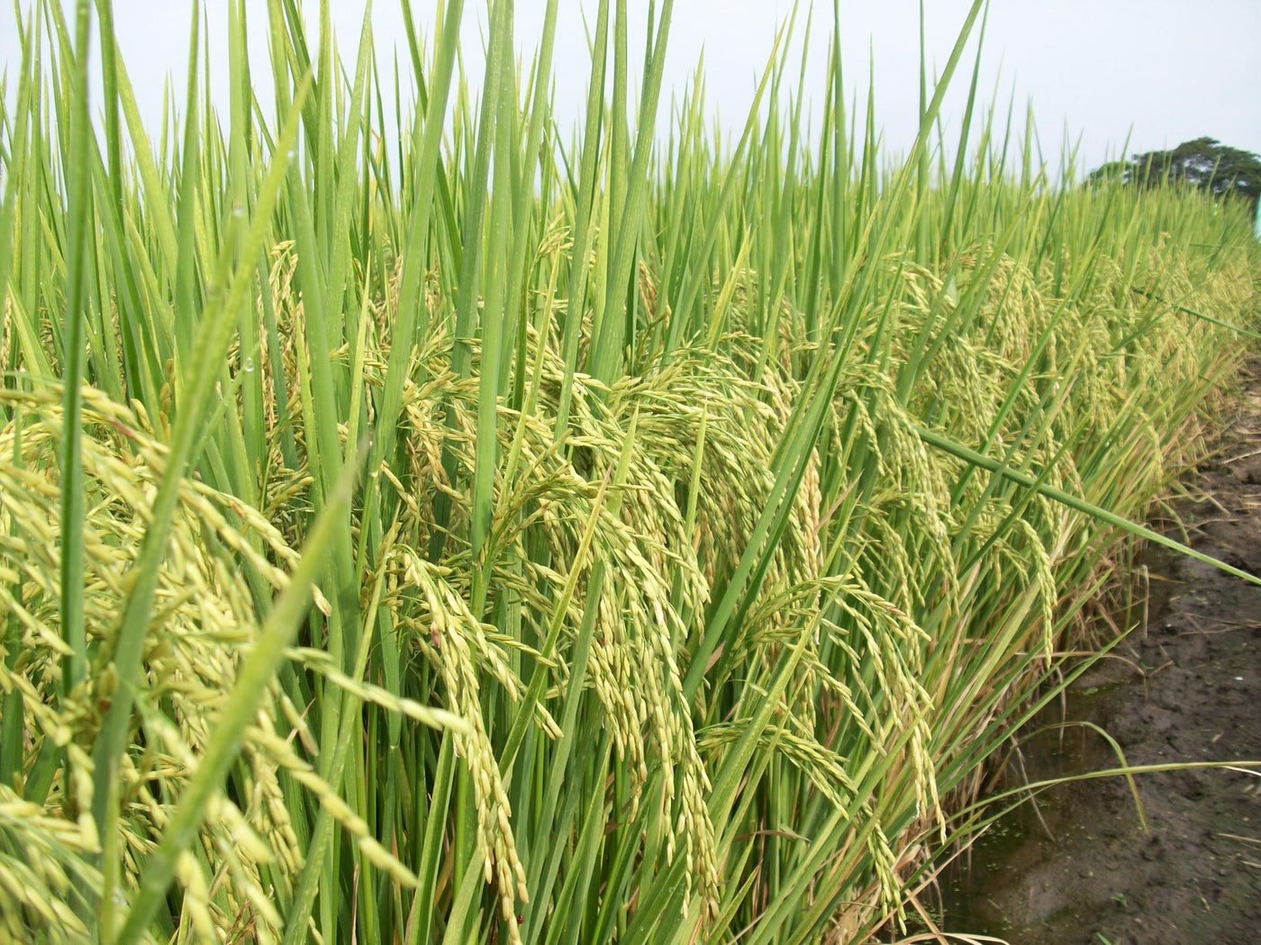 Cultivos: Arroz