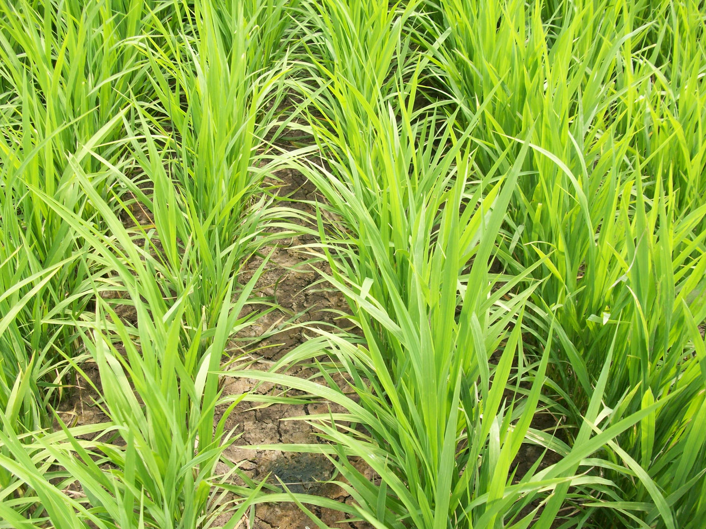 Cultivos: Arroz