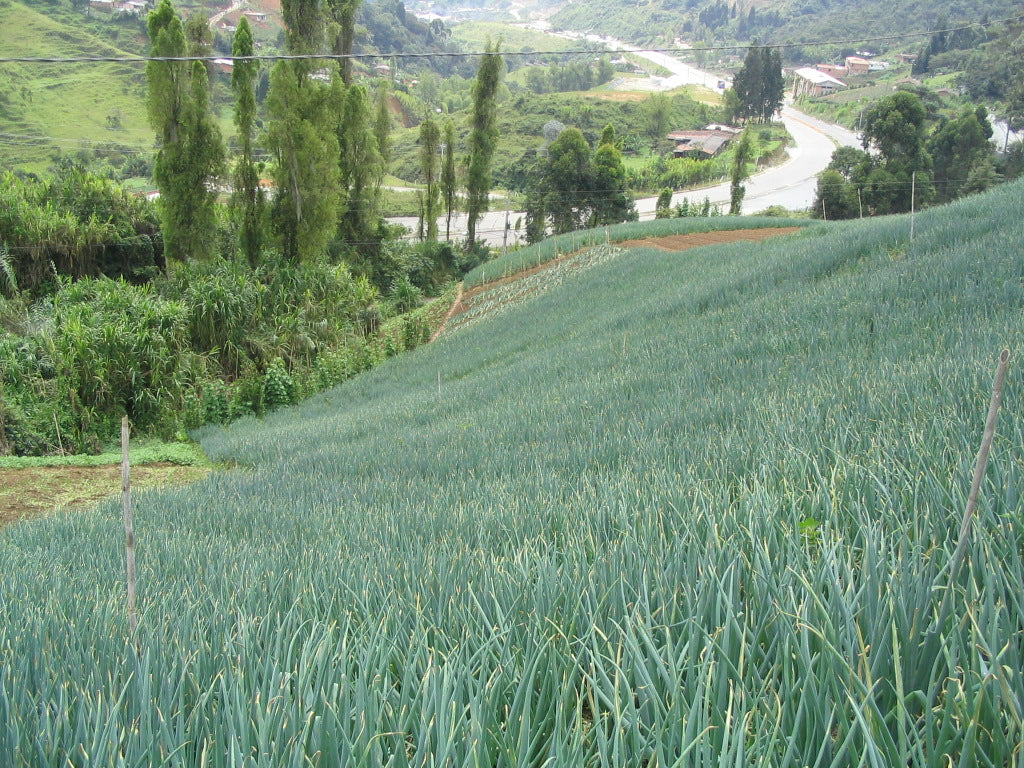 Cultivos: Cebolla