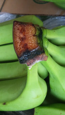 Enfermedad:  Pudrición de corona en banano