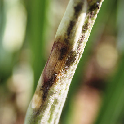 Botrytis en cebolla