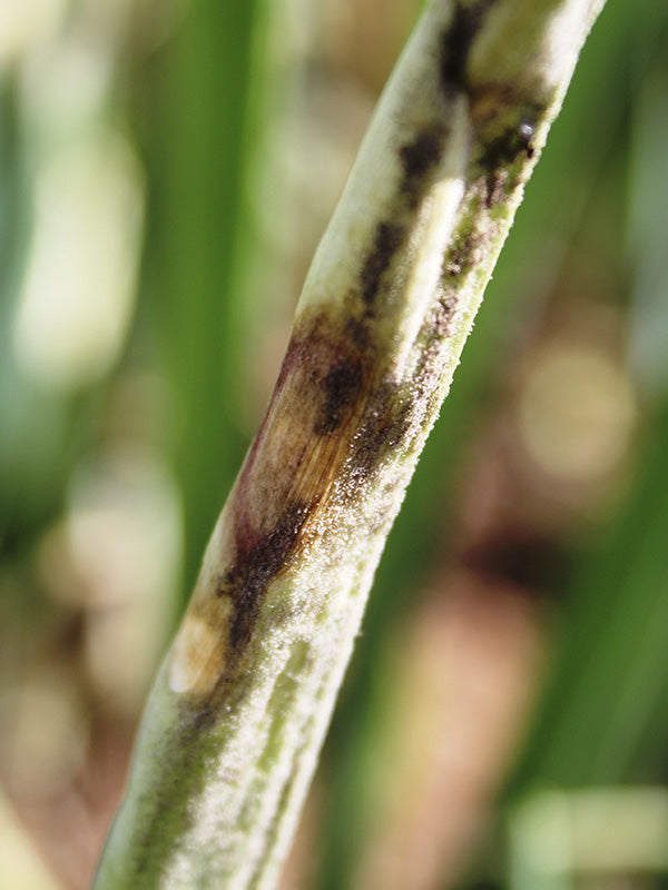 Efermedad: Botrytis en cebolla