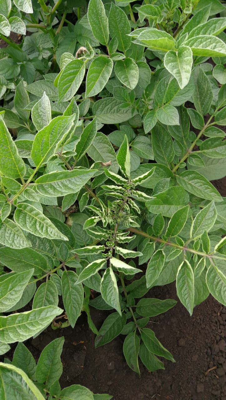 Enfermedad:  Rhizoctoniasis