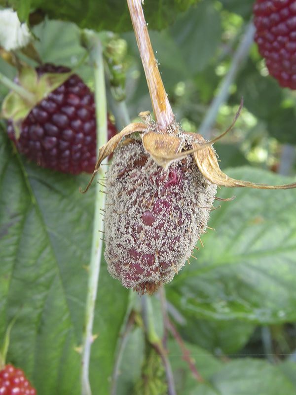 Enfermedad:  Botrytis en mora