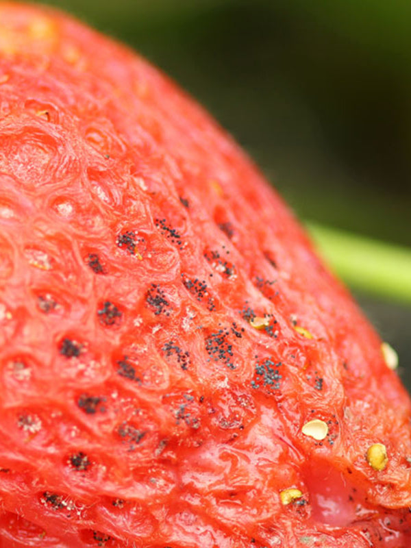 Efermedad: Botrytis