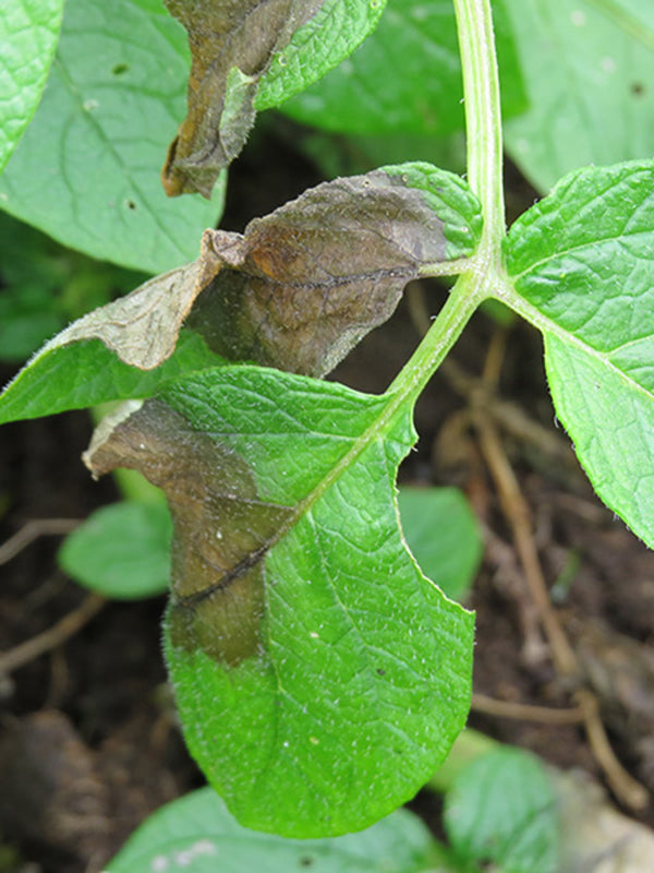 Enfermedad: Gota