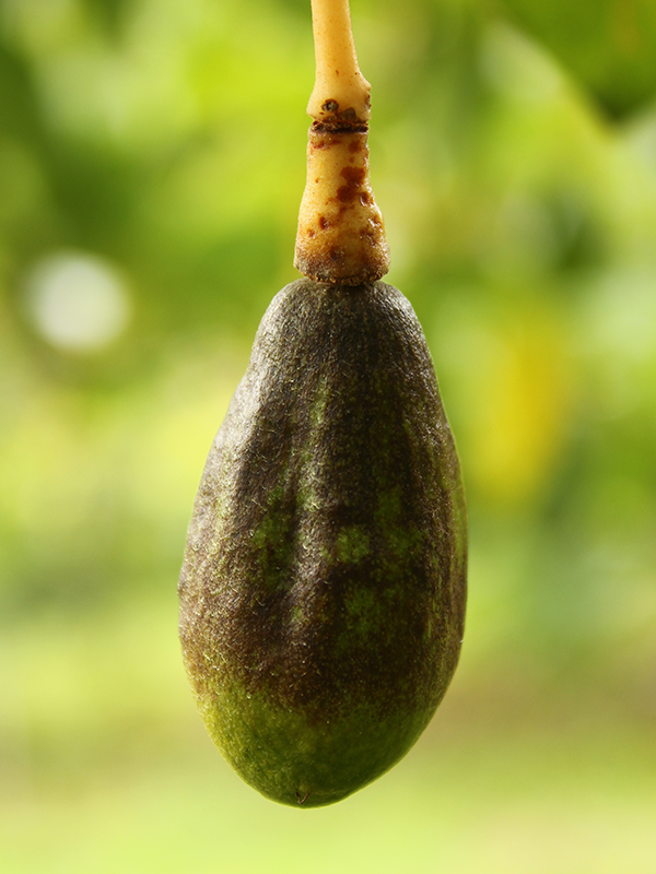 Efermedad: Antracnosis en aguacate