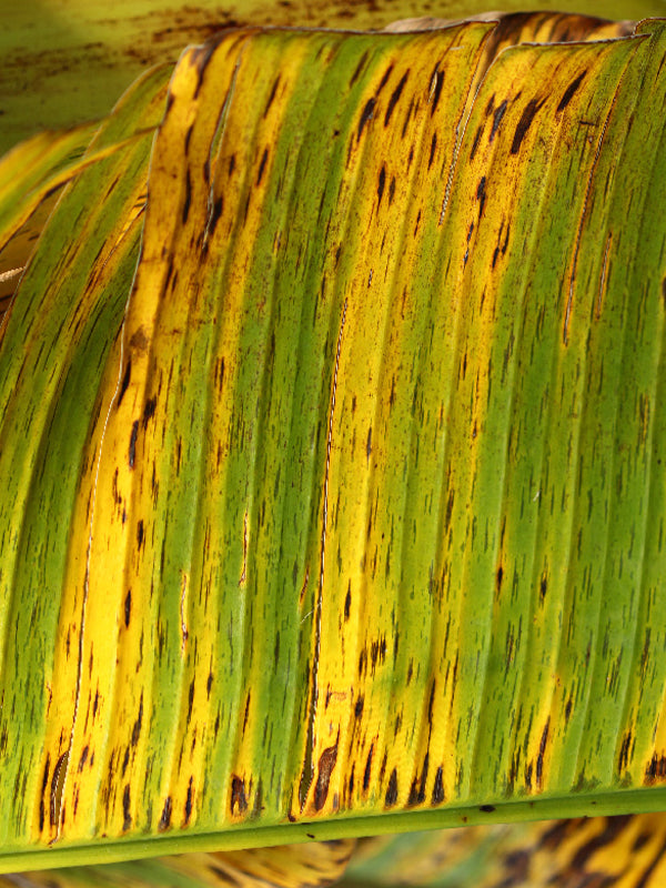 Enfermedad:  Sigatoka amarilla