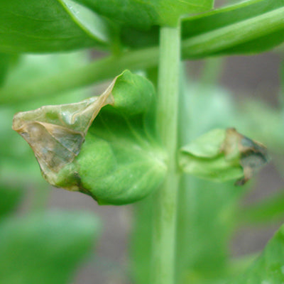 Enfermedad: Botrytis en arveja