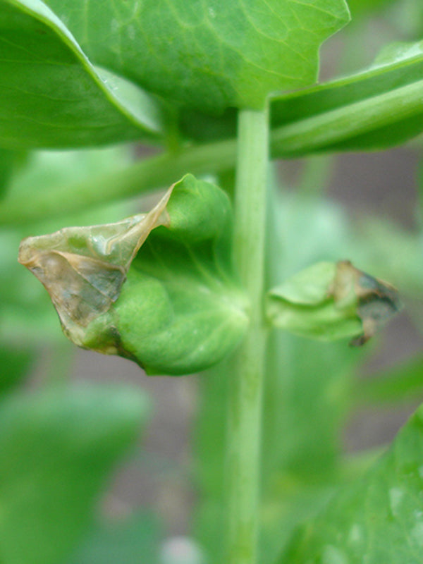 Enfermedad: Botrytis en arveja
