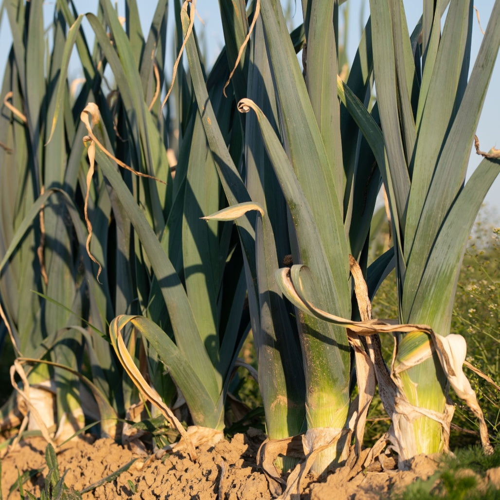 Cultivos: Puerro