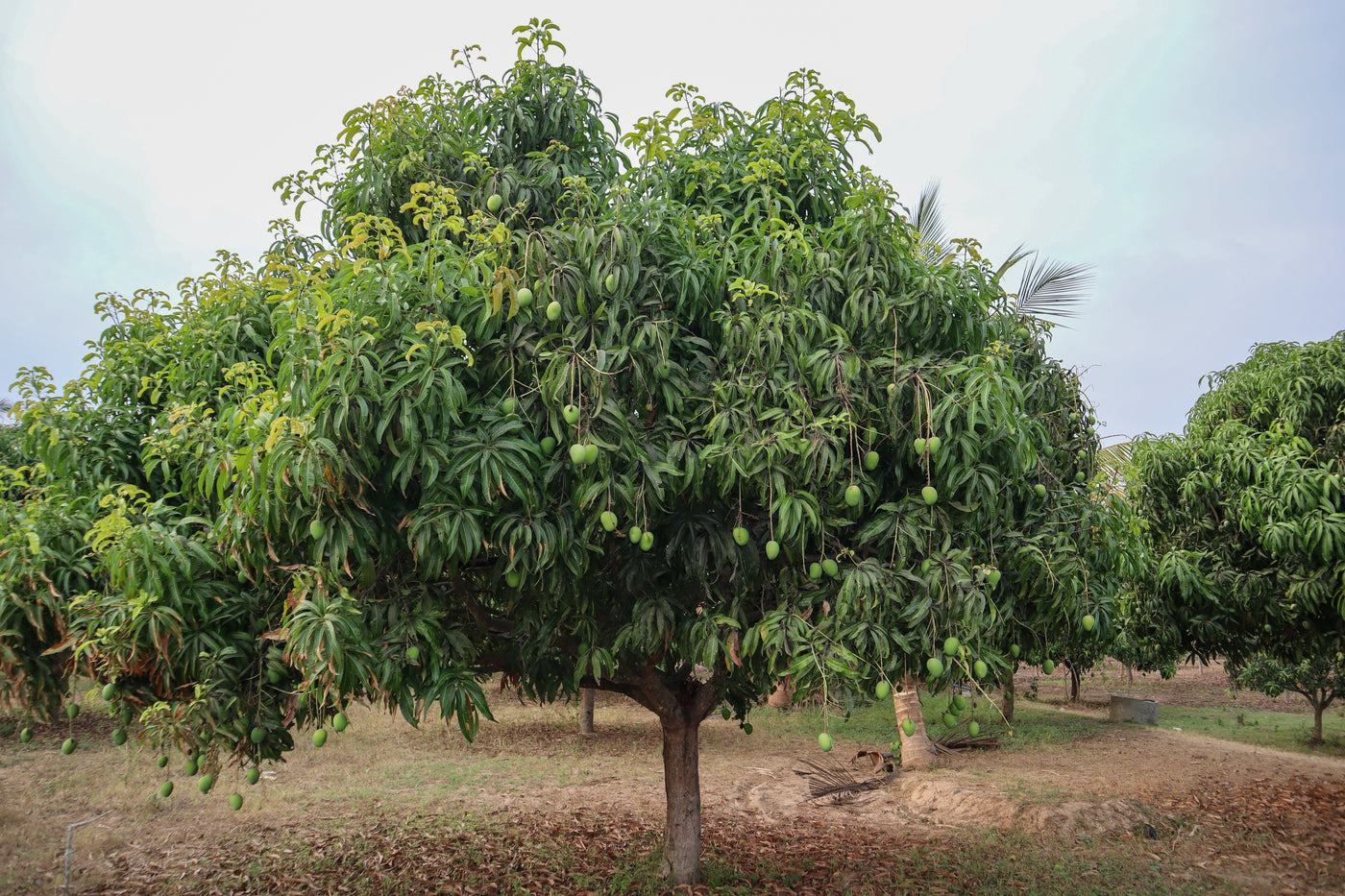 Cultivos: Mango