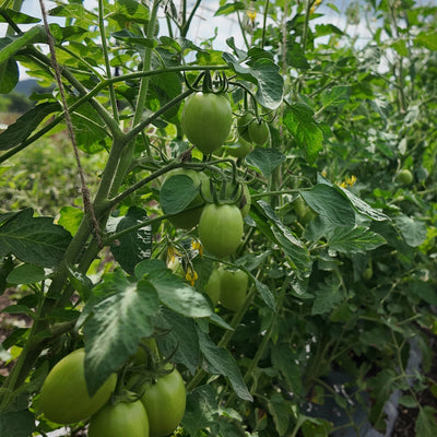 Tomate