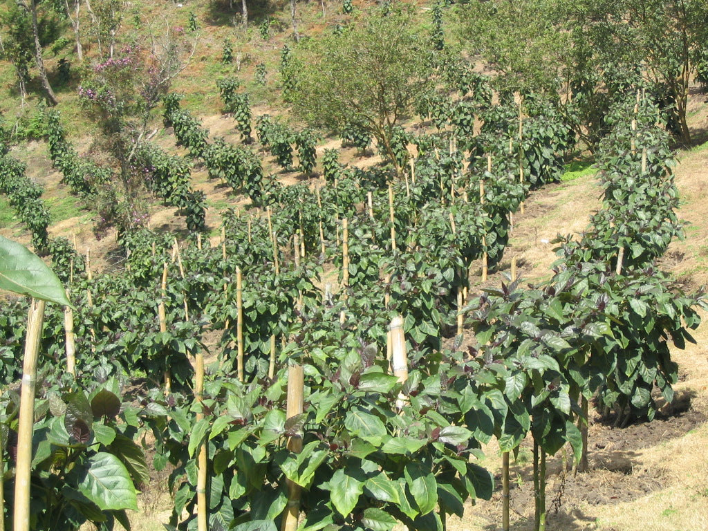 Cultivos: Tomate de árbol
