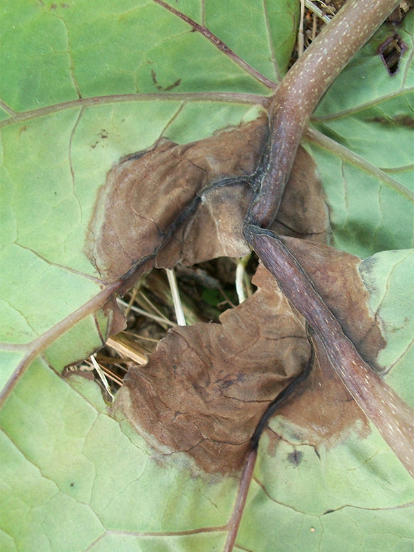 Enfermedad: Gota en tomate de árbol